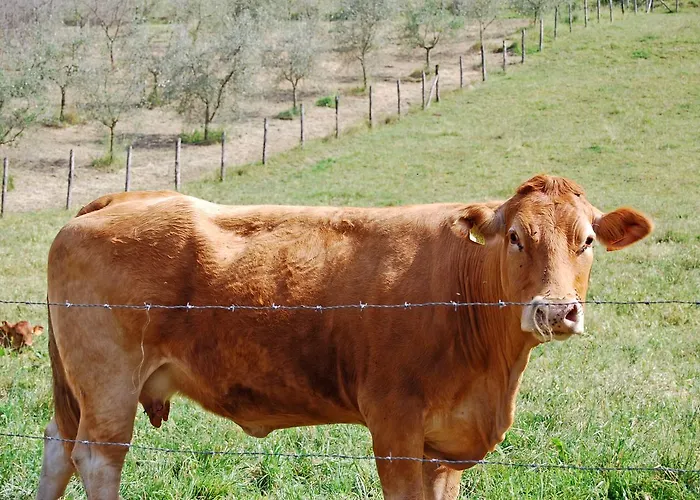Trebbiolo Gospodarstwo agroturystyczne *