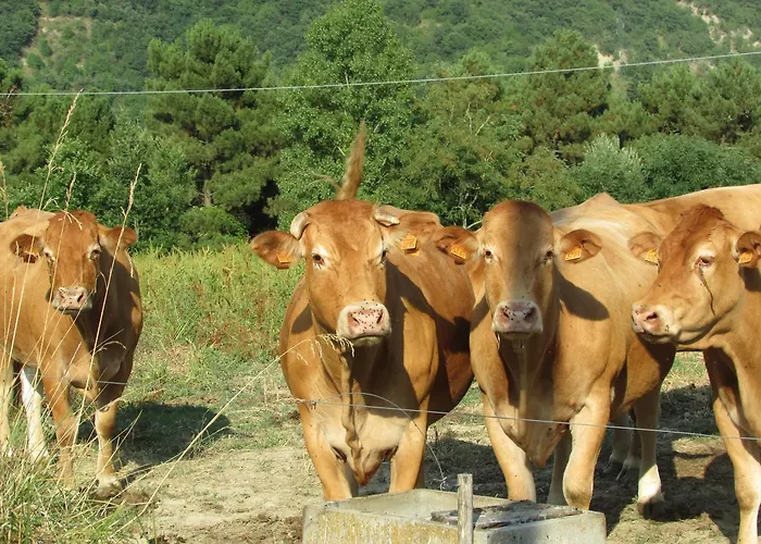 Trebbiolo Gospodarstwo agroturystyczne *
